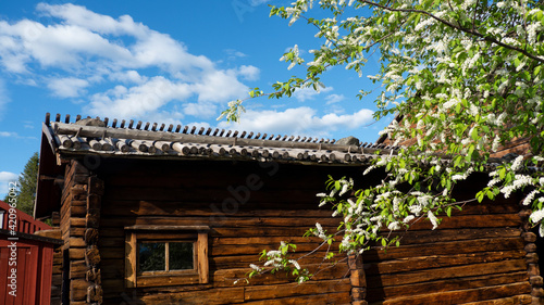 Lulea, Hagnan, wooden house in spring photo