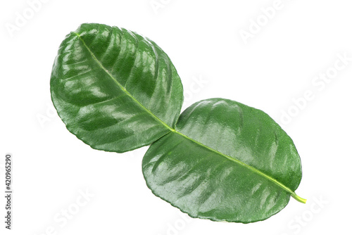 Citrus hystrix or kaffir lime green leaf isolated on white background.