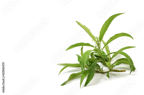 Ngai Camphor Tree green leaves isolated on white background.