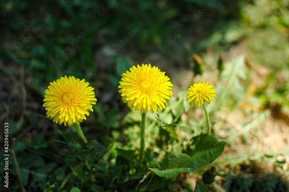 Macro photography of the dandelion plant. A dandelion plant with a fluffy yellow bud. Yellow dandelion flower grows in the ground. Dandelion with a plant. Macro photography of the dandelion plant. A dandelion plant with a fluffy yellow bud. Yellow dandelion flower grows in the ground. Dandelion with a plant.