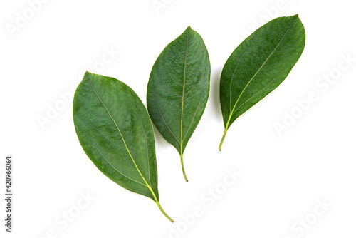 Camphor green leaves isolated on white background.