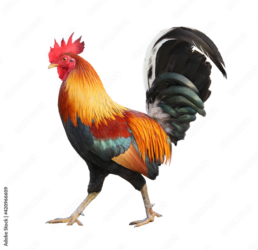Fototapeta premium Colorful free range male rooster isolated on white background with clipping path