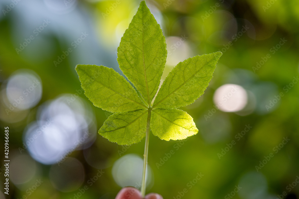Eleutherococcus trifoliatus green leaf on nature background. Eleutherococcus trifoliatus green leaf on nature background.