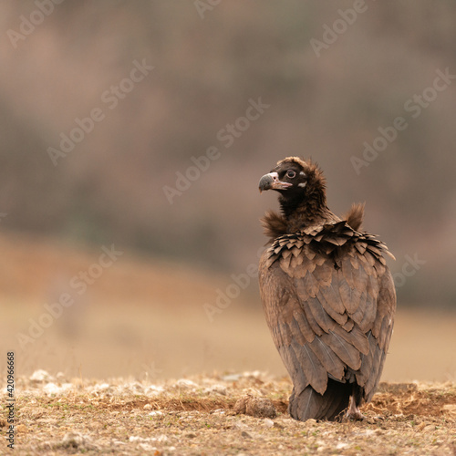 A Cinereous vulture Aegypius monachus in wild