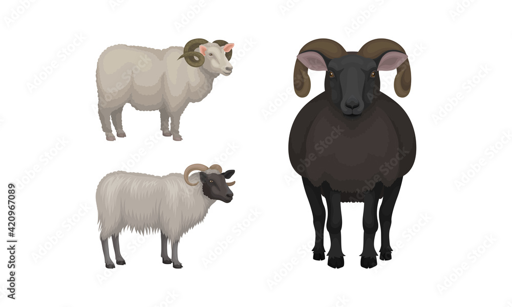 Obraz premium Sheep as Ruminant Domestic Mammal Kept as Livestock Vector Set