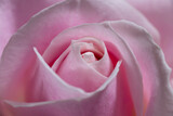 背景素材　鮮やかなピンクのバラ