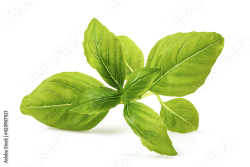 Sweet basil brach green leaves isolated on white background.