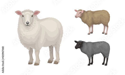 Sheep as Ruminant Domestic Mammal Kept as Livestock Vector Set