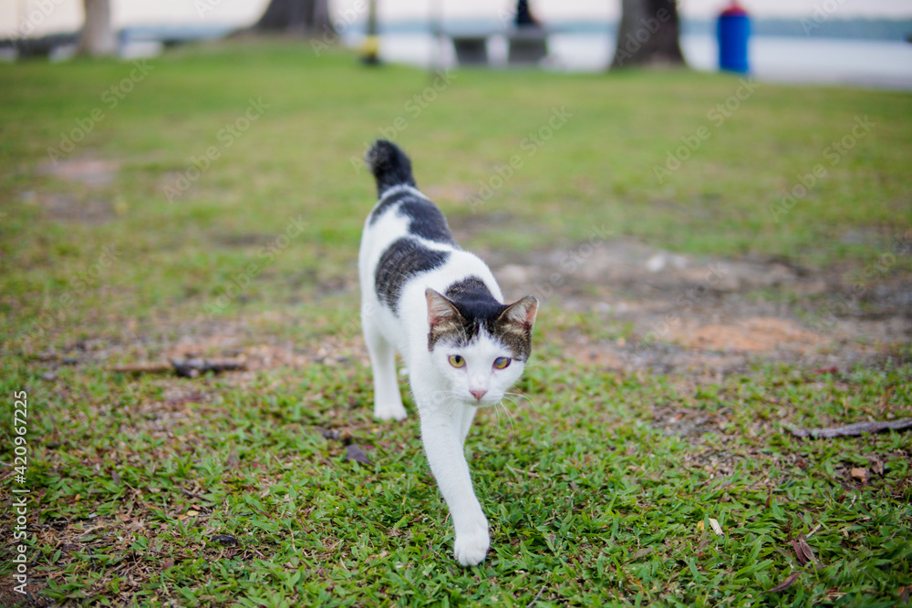 Beautiful black and white cats in the garden Beautiful black and white cats in the garden
