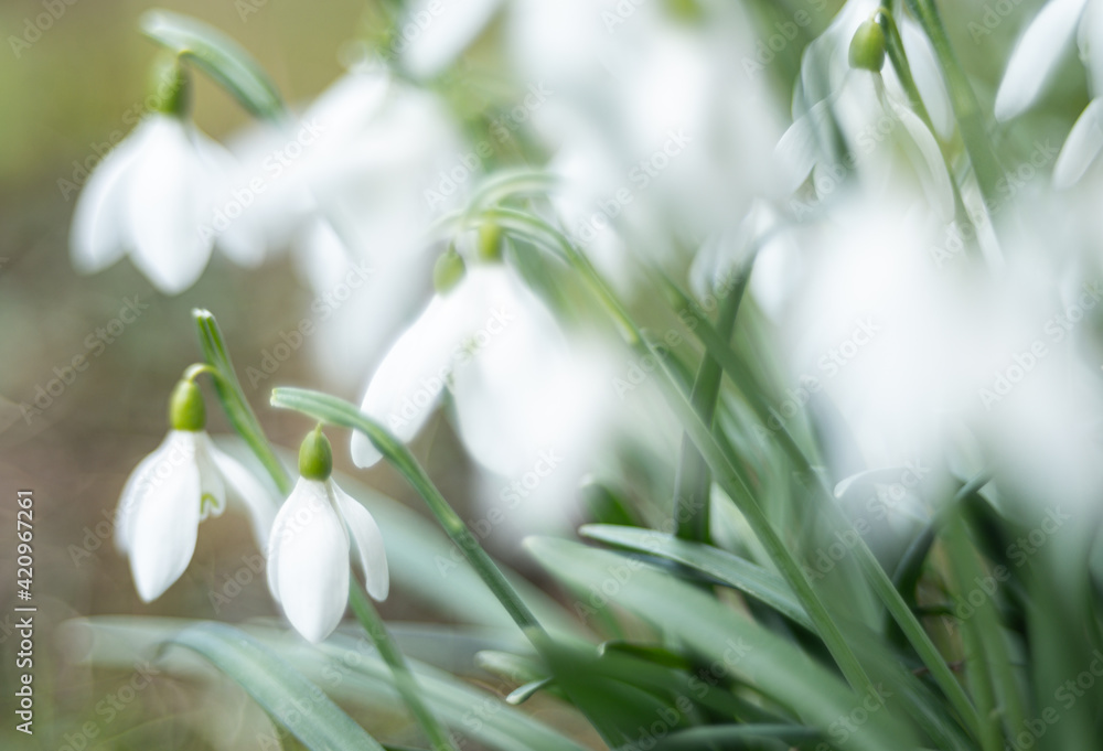 spring snowdrop wildflower in nature spring snowdrop wildflower in nature