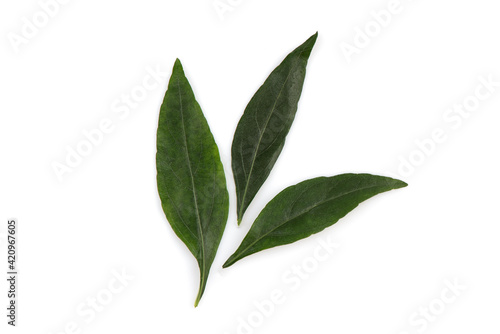 Kariyat or Andrographis paniculata, green leaves isolated on white background.top view,flat lay.