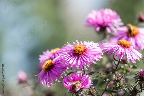 purple flowers in the garden, background © Liubov Kartashova