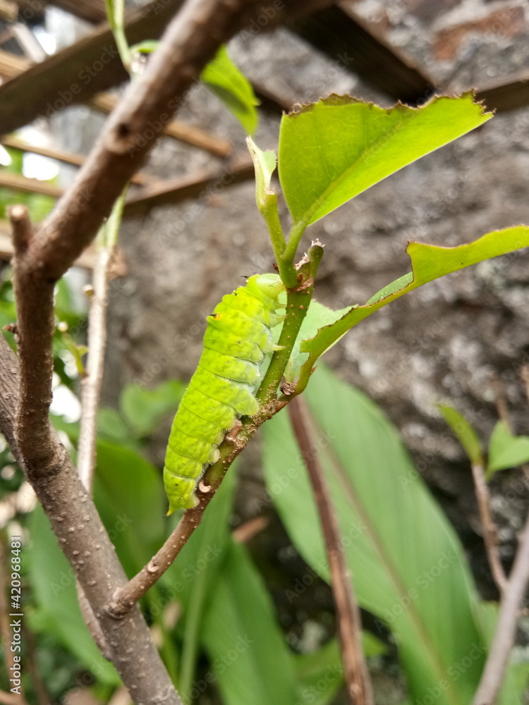 Fototapeta premium green caterpillar on a branch