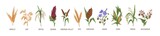Cereal plants such as barley, rye, corn, buckwheat, flax, oat, proso, quinoa, rice, siberian millet and sorghum. Spikelets of organic crops. Colored vector illustration isolated on white background