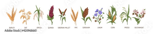Cereal plants such as barley, rye, corn, buckwheat, flax, oat, proso, quinoa, rice, siberian millet and sorghum. Spikelets of organic crops. Colored vector illustration isolated on white background photo