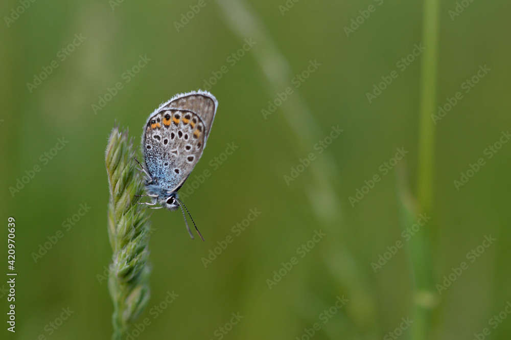 Common Blue small butterfly close up in nature Common Blue small butterfly close up in nature