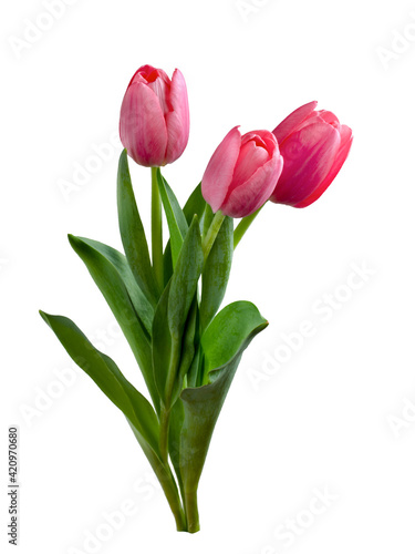 Close-up pink tulips isolated on white