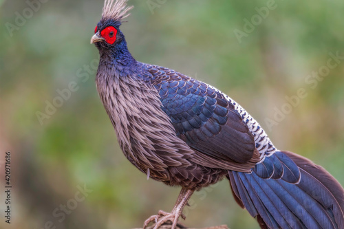 Kalij pheasant (Lophura leucomelanos) at Sattal, Uttarakhand, India. photo