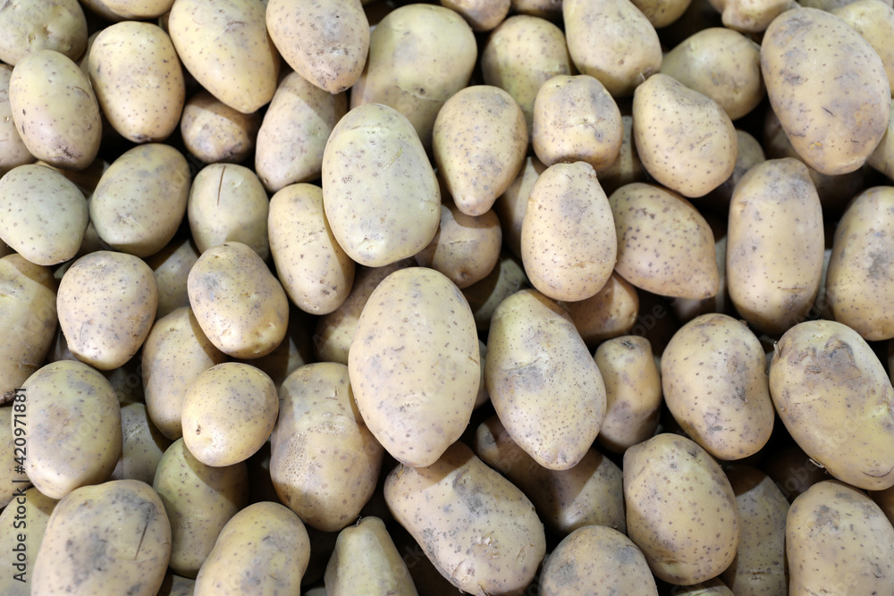 Fresh organic potato stand out among many large background potatos in the market. Heap of potatos root. Close-up potatos texture. Macro potato. Fresh organic potato stand out among many large background potatos in the market. Heap of potatos root. Close-up potatos texture. Macro potato.