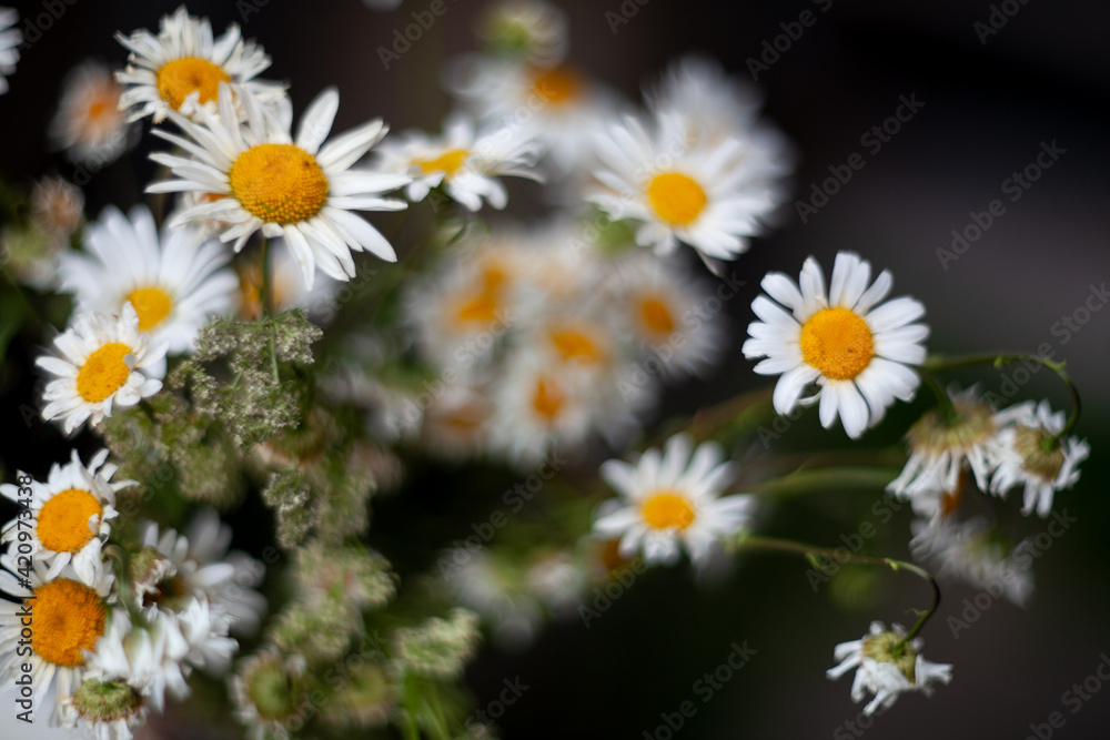 daisies in a garden daisies in a garden