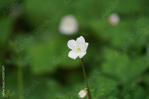 soft windflower in the field