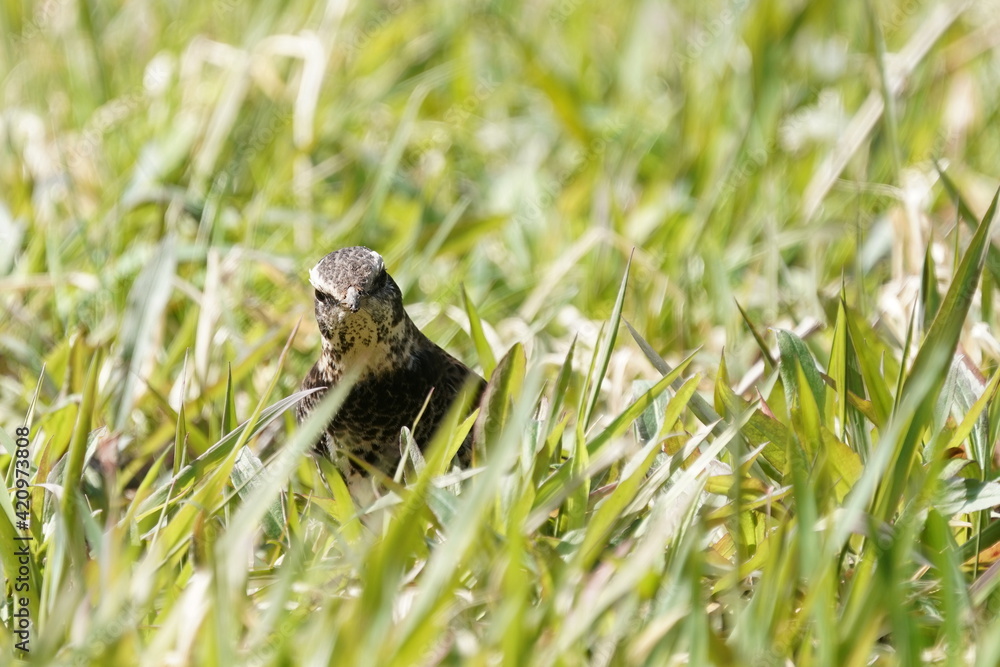 dusky thrush in the grass field dusky thrush in the grass field