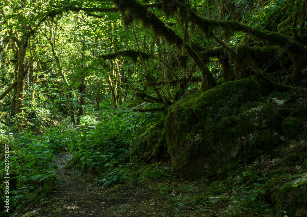 Forêt moussue à Serrières-sur-Ain, France