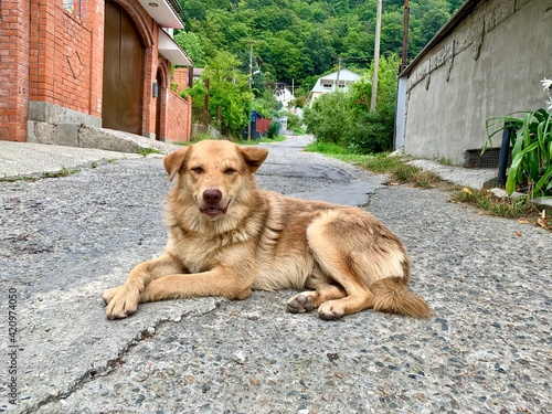 charismatic  dog posing for a photo © Елена Шереметьева