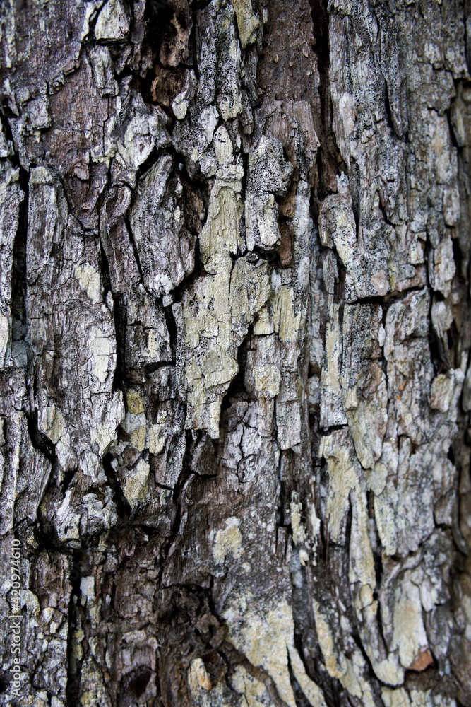 Old Wood Tree Texture Background Pattern Old Wood Tree Texture Background Pattern