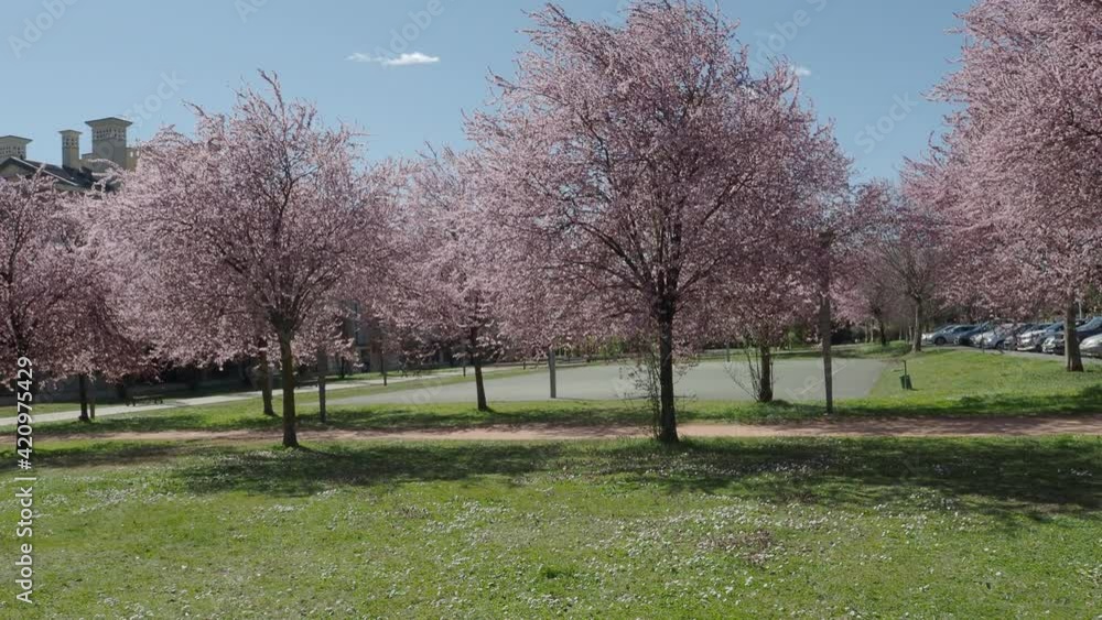 urban landscape in public park with flowering trees in spring shaken by the wind urban landscape in public park with flowering trees in spring shaken by the wind