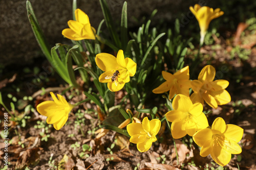 Sternbergia Lutea Flower in the garden