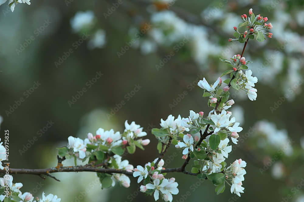 abstract apple tree flowers background, spring blurred background, branches with bloom abstract apple tree flowers background, spring blurred background, branches with bloom