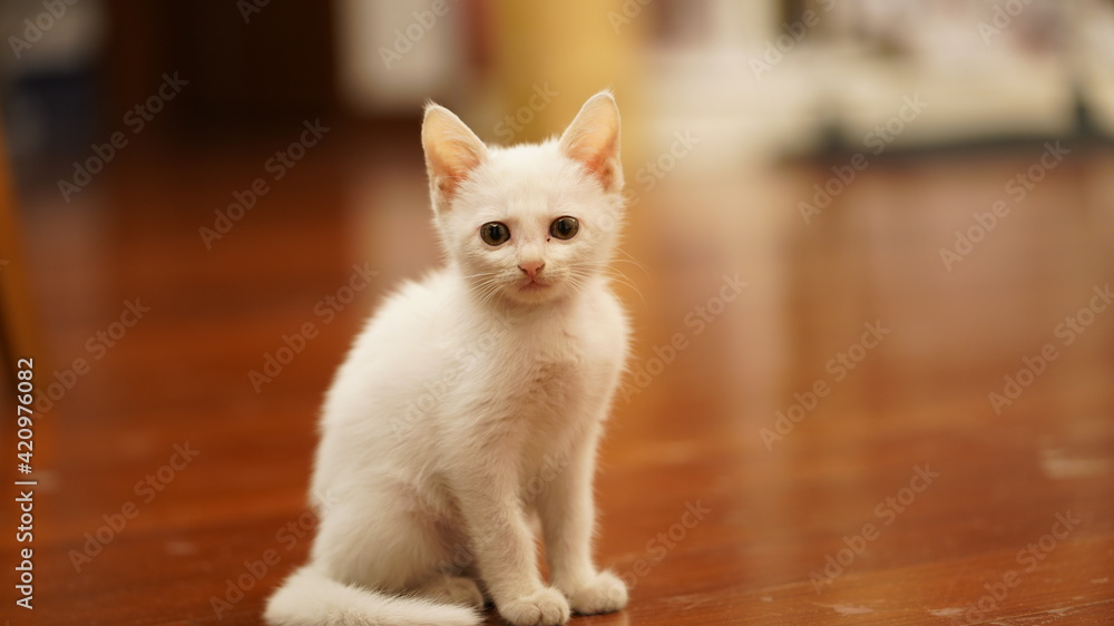 One little cute white cat playing in the home
