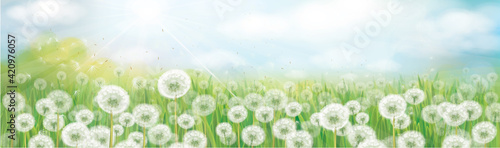 Vector white dandelions field. Spring nature background.