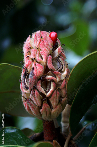Magnolia Seed Pod After Flower Is Gone