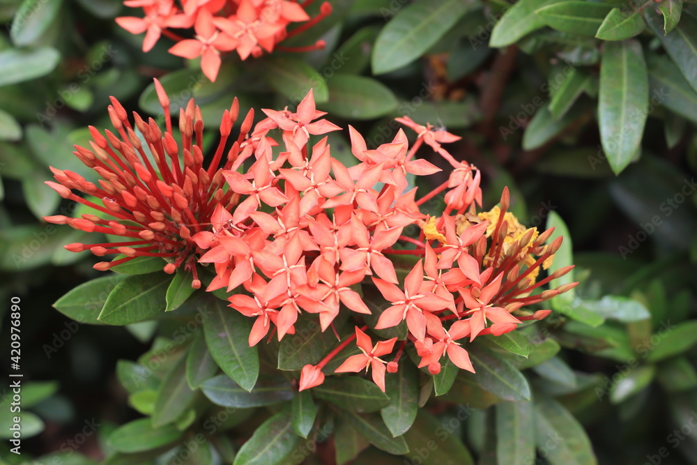 Beautiful Red spike flower blooming in the garden. Beautiful Red spike flower blooming in the garden.