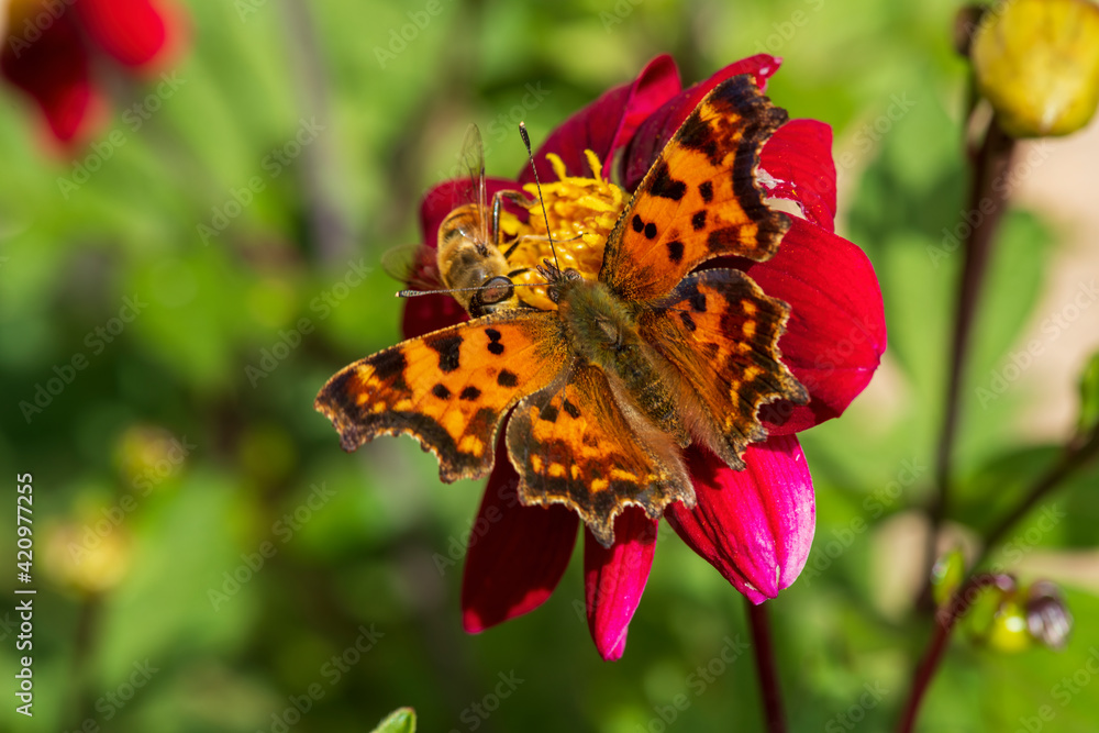 butterfly on flower butterfly on flower