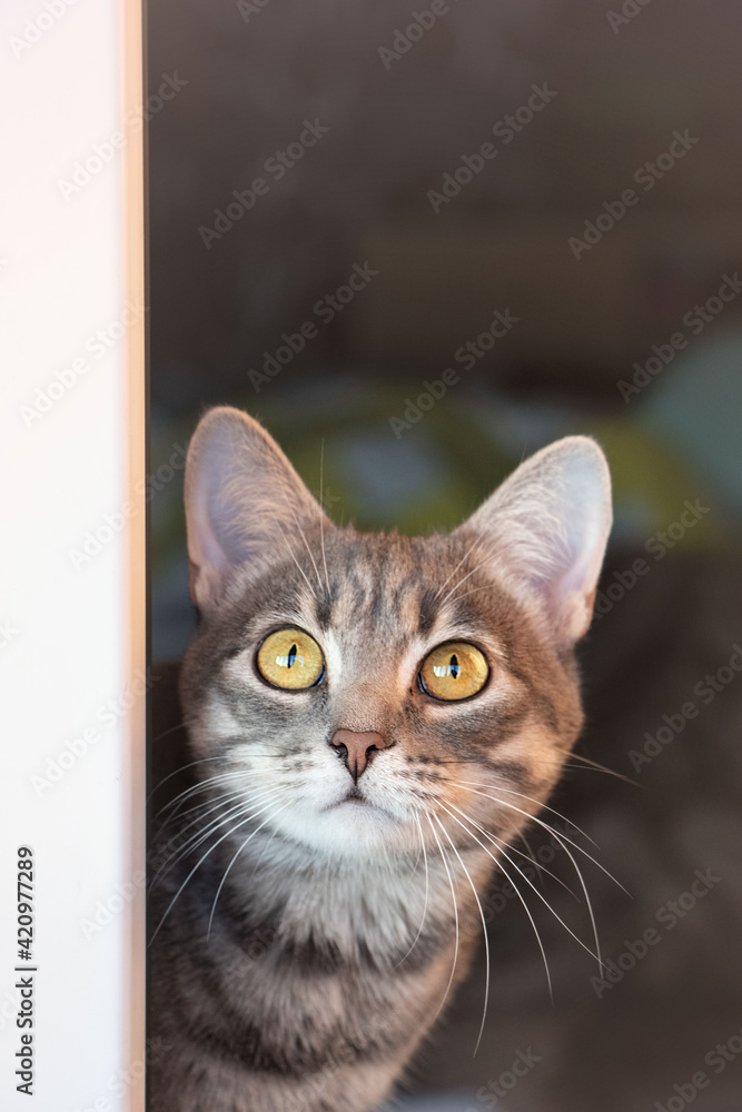 portrait of a cat portrait of a cat