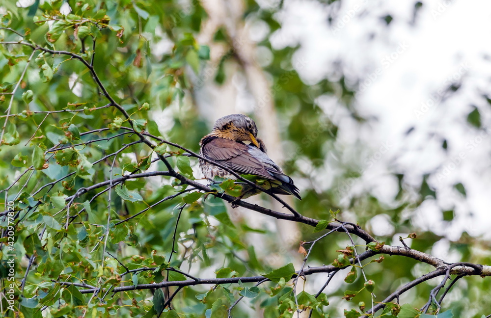 Obraz premium Bird thrush on a branch of viburnum in summer
