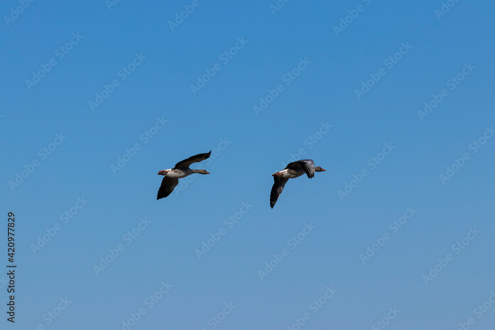 Greylag geese in flight Storoeyodden Fornebu. High quality photo