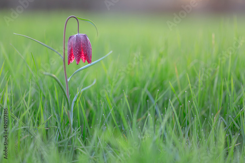 Une fritillaire pintade en fleur dans une prairie verte au printemps