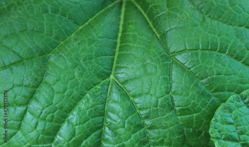 Close-up green pumpkin leaf for background.