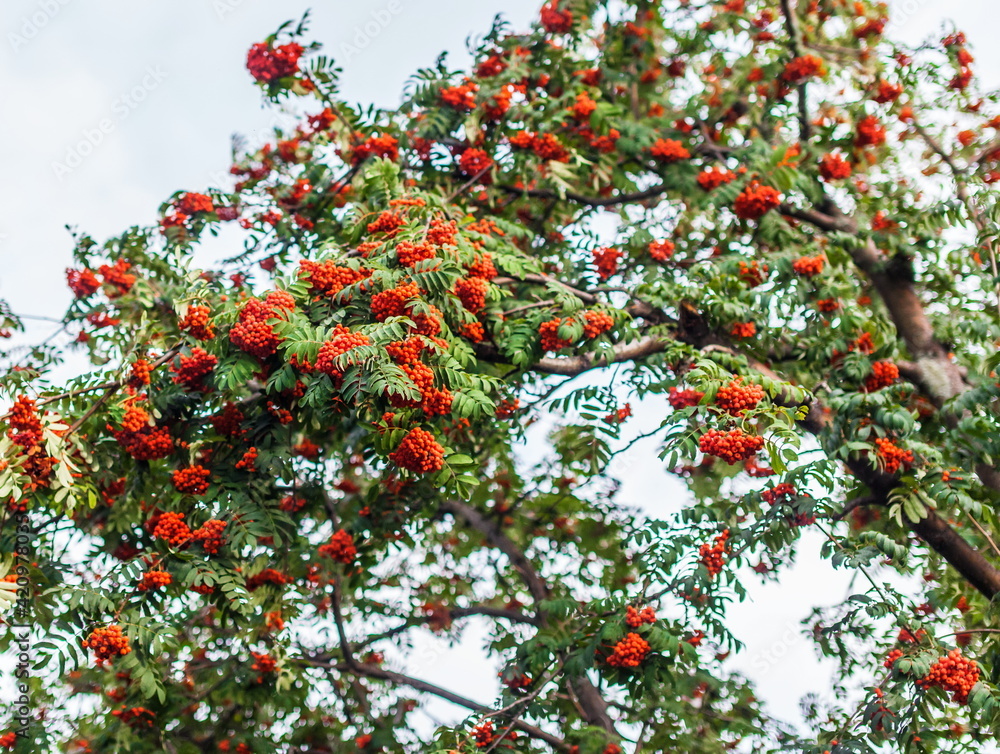 The Rowan tree with clusters of fruit