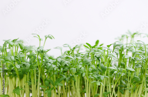 Fototapeta Naklejka Na Ścianę i Meble -  Microgreens watercress salad on white background, super food.