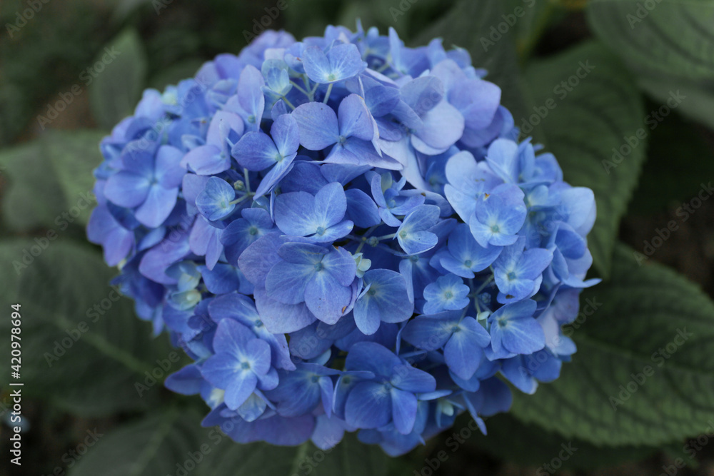 blue hydrangea.
Flowers in summer blue hydrangea.
Flowers in summer