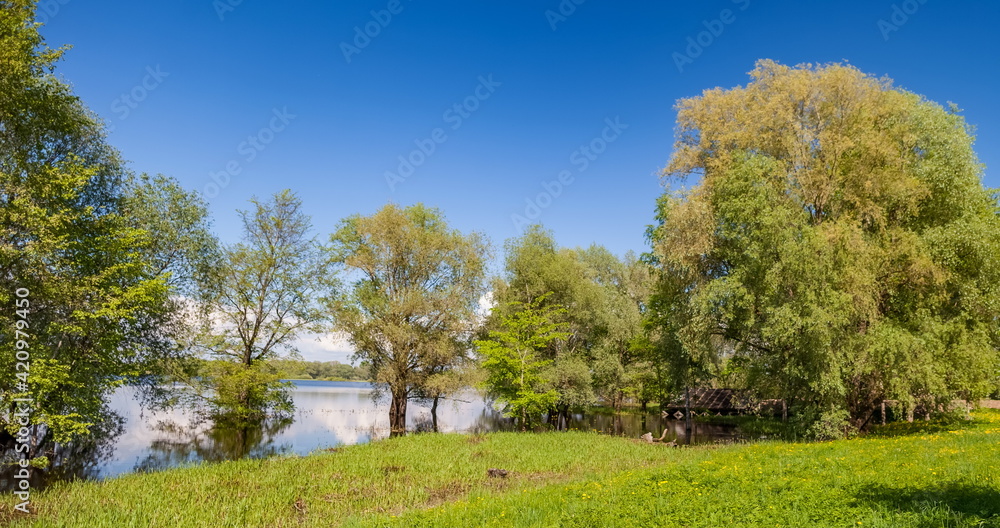 Trees in the water in summer against the sky Trees in the water in summer against the sky