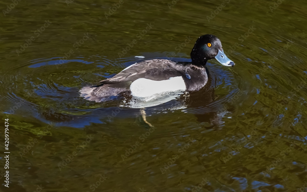 The black crested bird swims in the waters of the city pond in the Park in the summer The black crested bird swims in the waters of the city pond in the Park in the summer