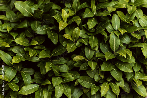 Closeup green leaves background, Overlay fresh leaf pattern, Natural foliage textured and background