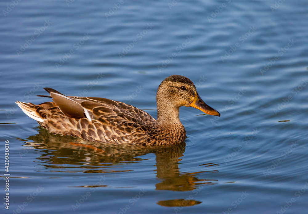 Ducks on the water pond in summer closeup Ducks on the water pond in summer closeup