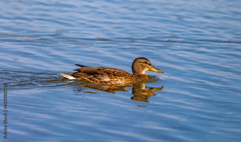 Ducks on the water pond in summer closeup Ducks on the water pond in summer closeup